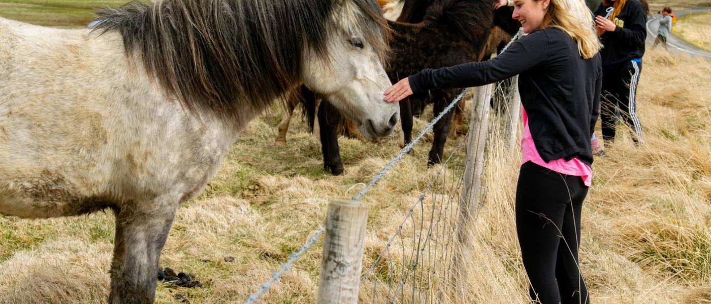 Students petting horses while on travel course to Iceland
